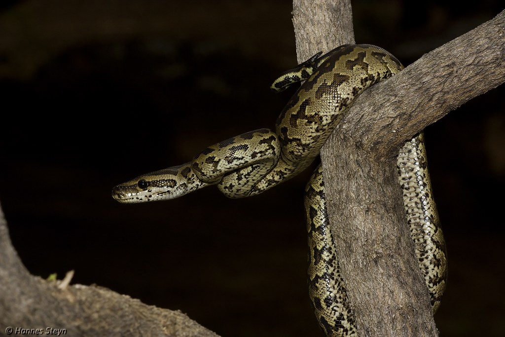 drones Burmese pythons