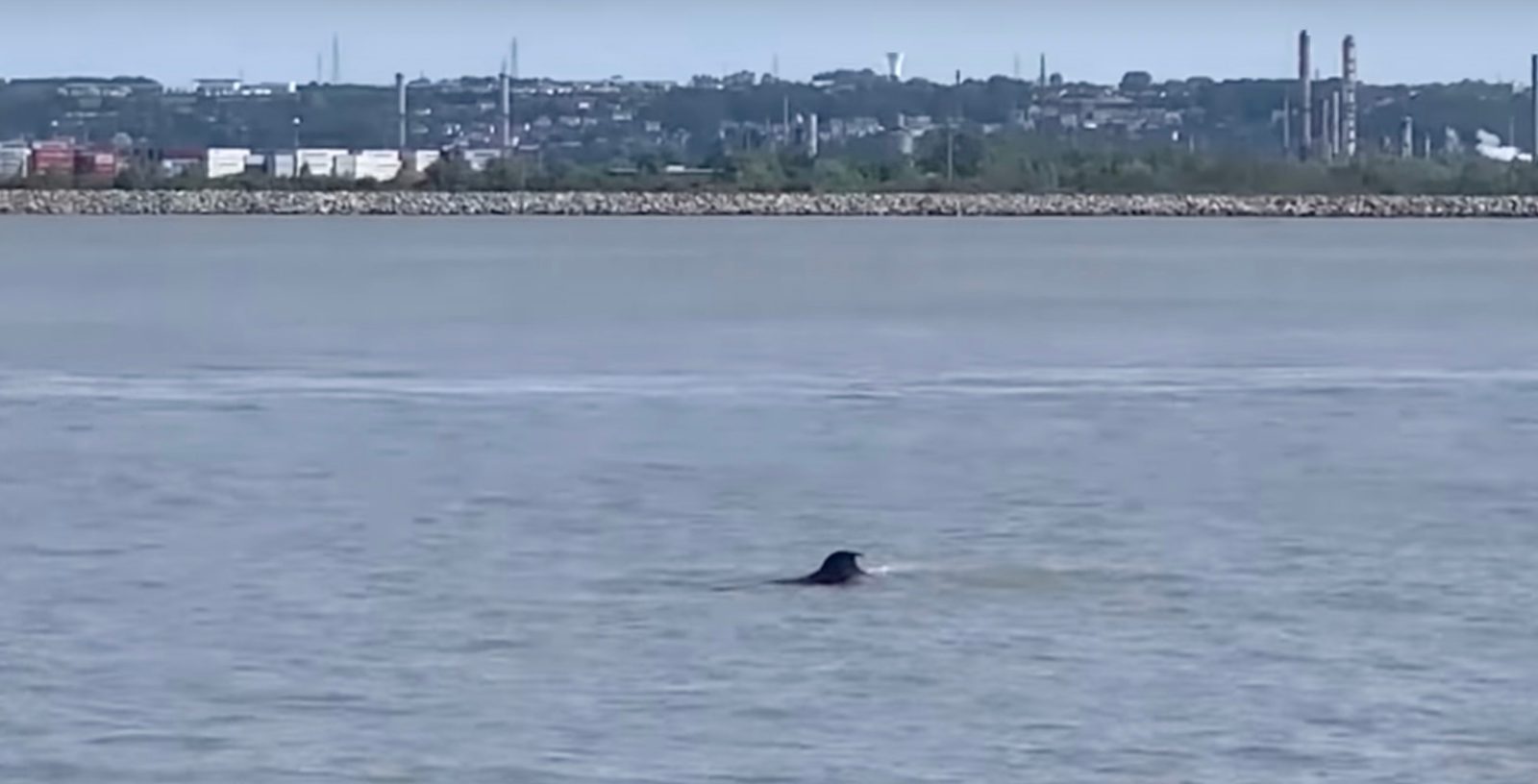drone killer whale